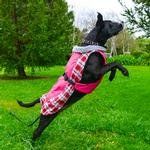 Alpine All Weather Dog Coat (Color: Raspberry Plaid, size: 5X-Large)