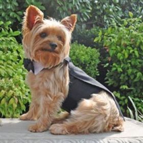 Dog Harness Tuxedo w/Tails, Bow Tie, and Cotton Collar (Color: black, size: medium)